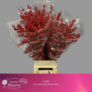 Ilex verticillata L12