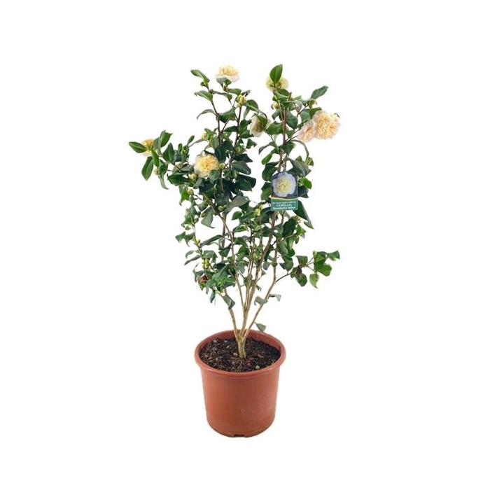 <h4>Camellia Japonica</h4>