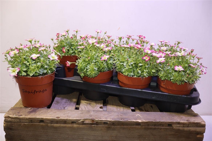 <h4>Saxif Alp Early Pico</h4>