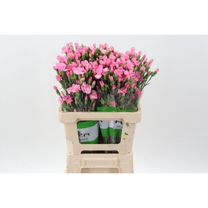 Di Lala Rosa 24022
