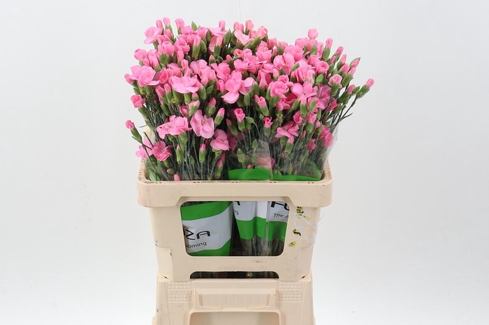 <h4>Di Lala Rosa x20</h4>