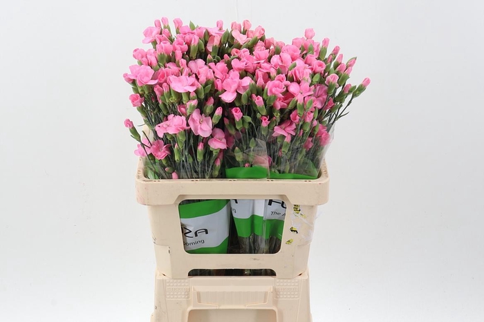 <h4>Di Lala Rosa</h4>