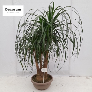 Beaucarnea vertakt op nummer 24