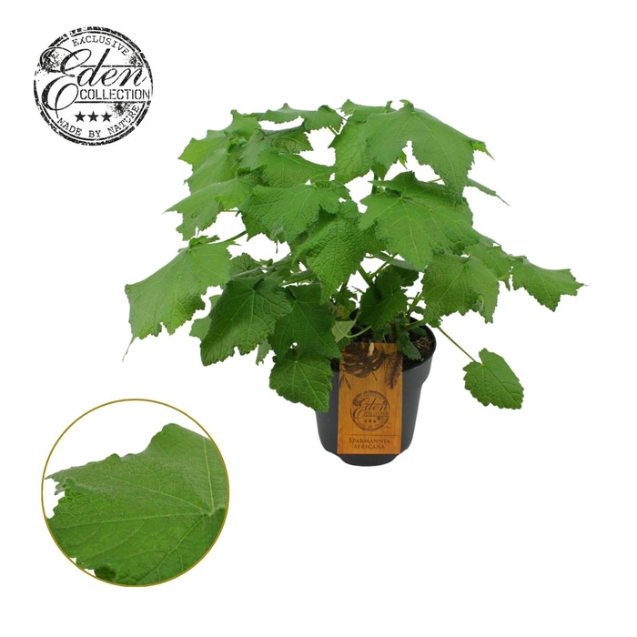 <h4>Sparmannia africana 17cm</h4>