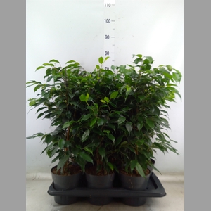 Ficus benja. 'Danielle'