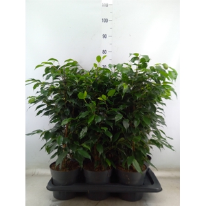Ficus benja. 'Danielle'