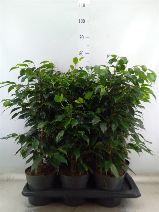 <h4>Ficus benja. 'Danielle'</h4>