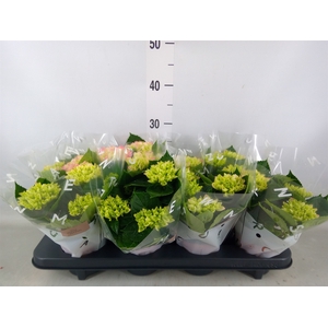 Hydrangea mac. 'Sarena'