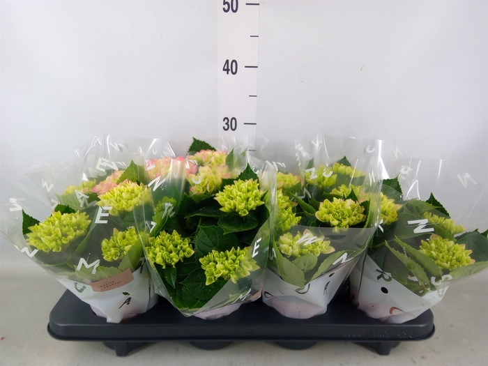 <h4>Hydrangea mac. 'Sarena'</h4>