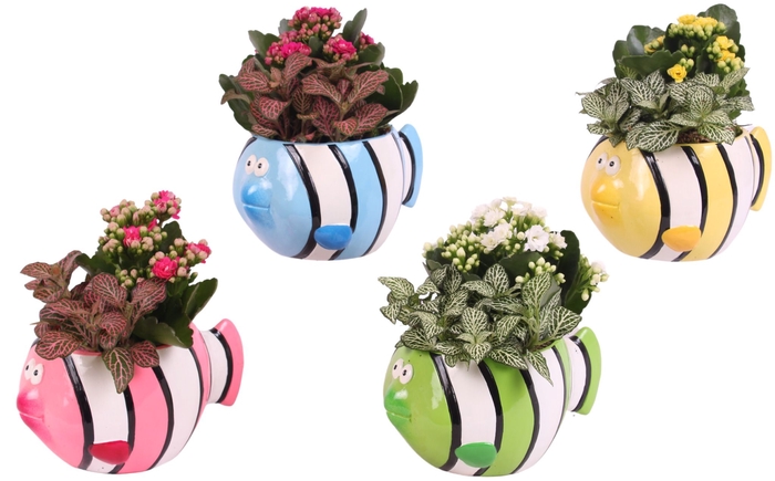 <h4>Opm Summer Arr. Indoor Ceramic Pot Fish</h4>
