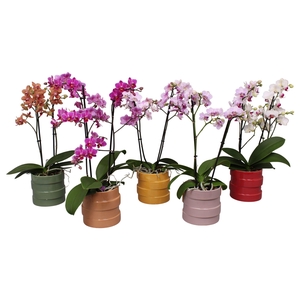 Phal. Multiflora 2-tak mix in keramiek BGC011