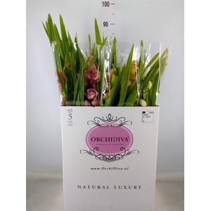 Cymbidium   ...mix