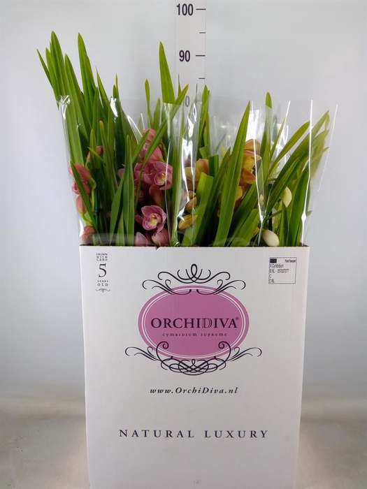 <h4>Cymbidium   ...mix</h4>