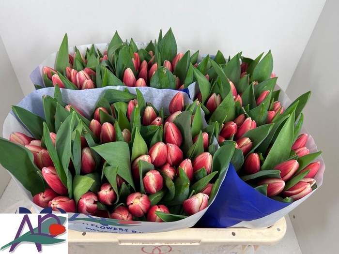 <h4>TU EN TIMELESS</h4>