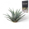 Haworthia Fasc. Big Band Cutfl Wincx-8cm