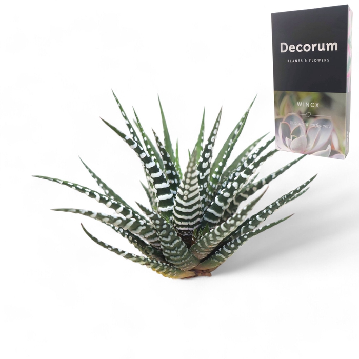 <h4>Haworthia Fasc. Big Band Cutfl Wincx-8cm</h4>