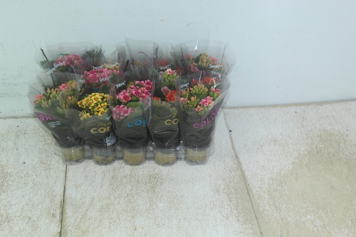 <h4>KALANCHOE P06 BICOLOR</h4>