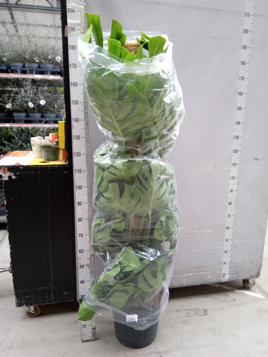 <h4>Monstera pertusum</h4>