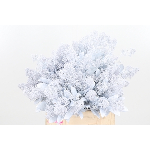 Skimmia Kl Bh Wit