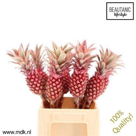 <h4>Ananas Compacta</h4>