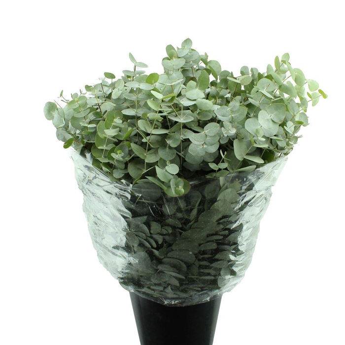 <h4>EUCALYPTUS CINEREA</h4>