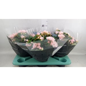 Begonia elat. EN 'Betulia Light'