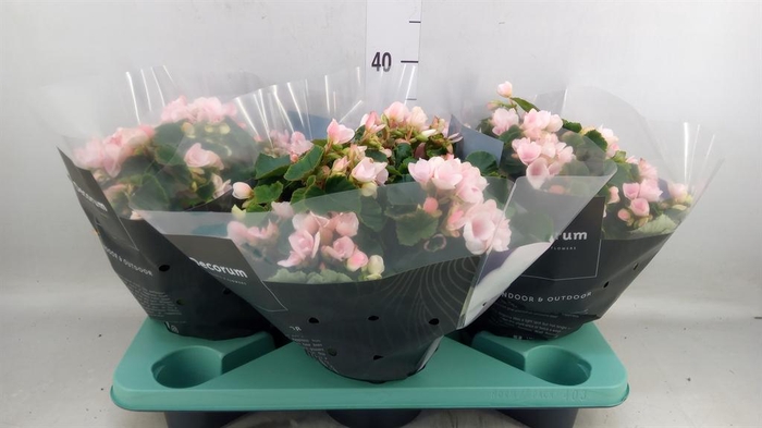 <h4>Begonia elat. EN 'Betulia Light'</h4>