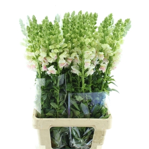 Antir Op Appleblossom