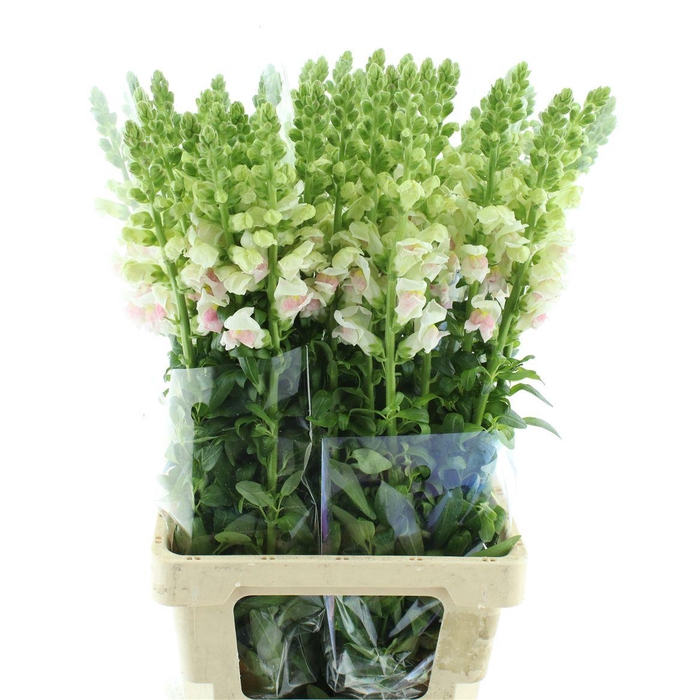 <h4>Antir Op Appleblossom</h4>