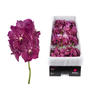 Vanda Ruby Love
