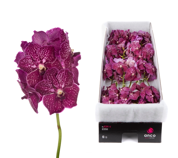 <h4>Vanda Ruby Love</h4>