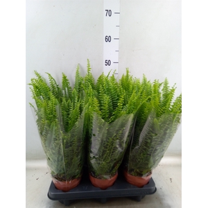 Nephrolepis exal. 'Green Lady'