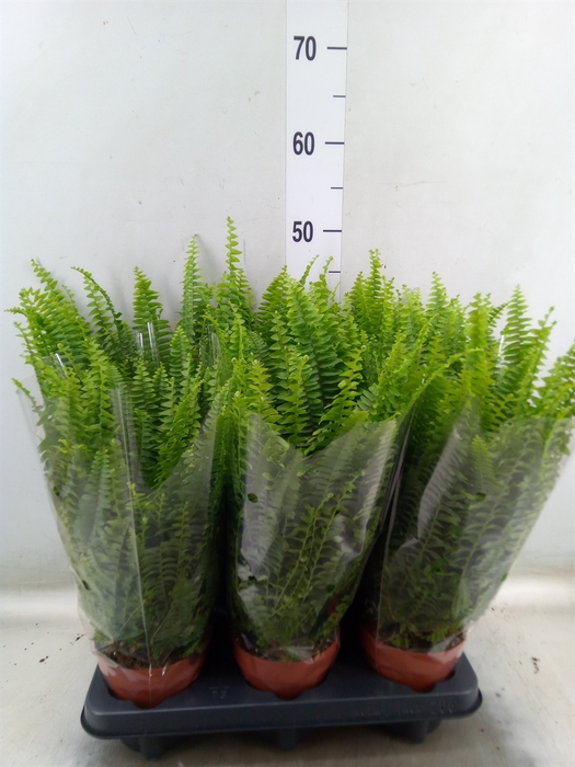 <h4>Nephrolepis exal. 'Green Lady'</h4>