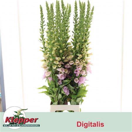 <h4>DIGI CAMELOT LAVEND</h4>