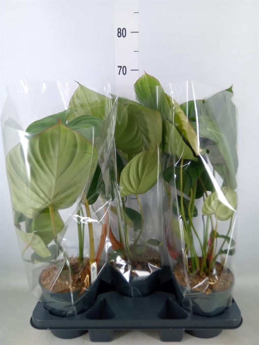 <h4>Philodendron ...</h4>