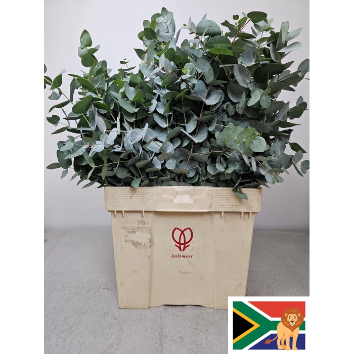 <h4>EUC CINEREA PB -ZA-BUSH</h4>