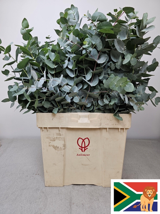 <h4>EUC CINEREA PB -ZA-BUSH</h4>