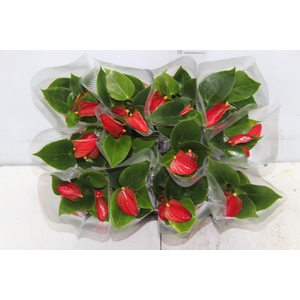 ANTHURIUM P06 VERMELHO