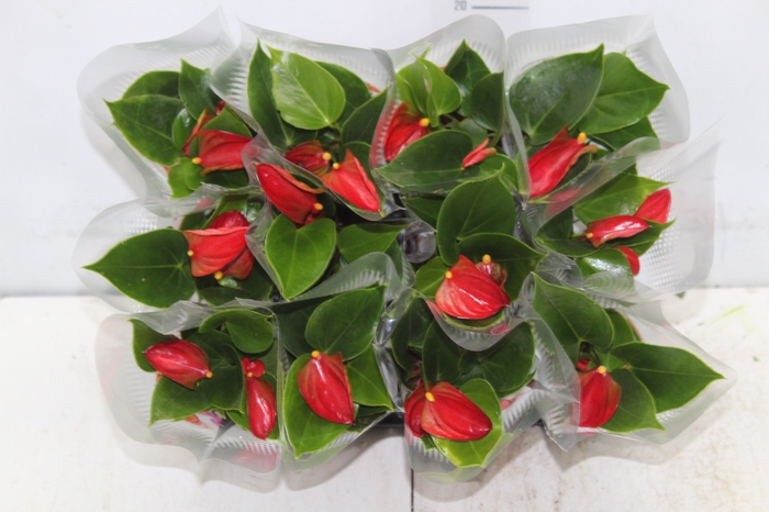 <h4>ANTHURIUM P06 VERMELHO</h4>
