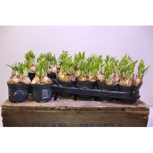 arr8 Narc O Tete A Tete