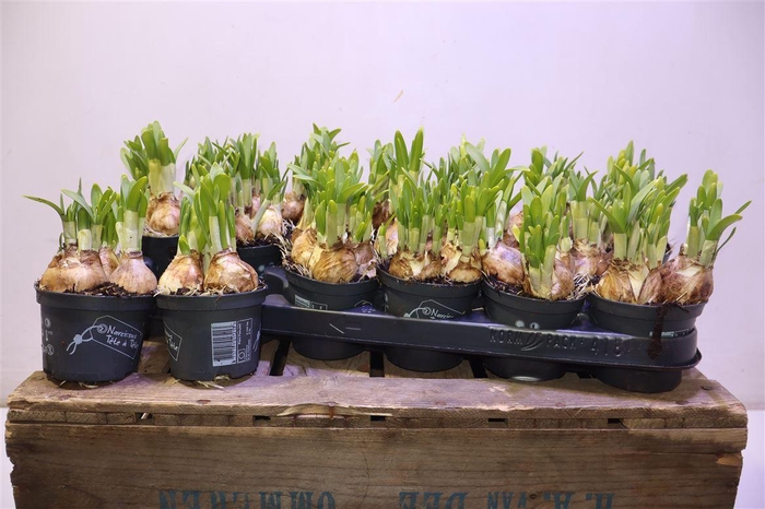 <h4>arr8 Narc O Tete A Tete</h4>