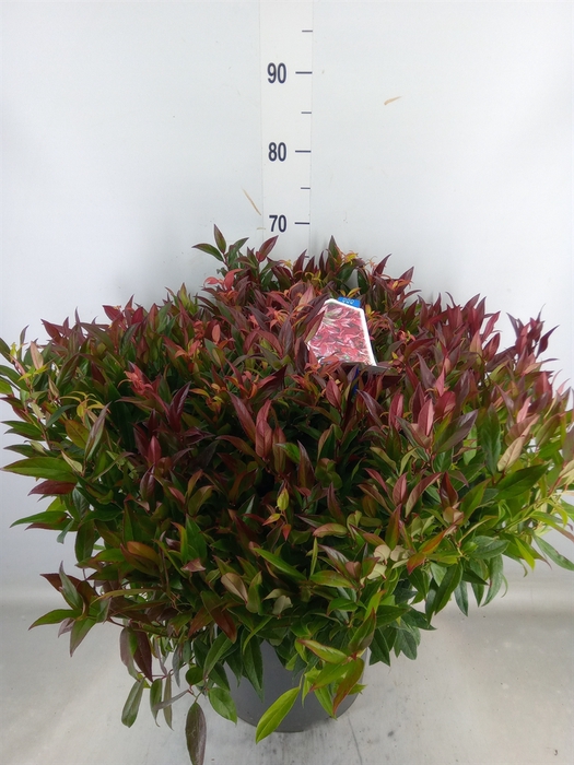 <h4>Leucothoe axillaris 'Zeblid'</h4>