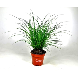 Carex brunnea (groen) p10,5