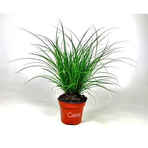 Carex brunnea (groen) p10,5