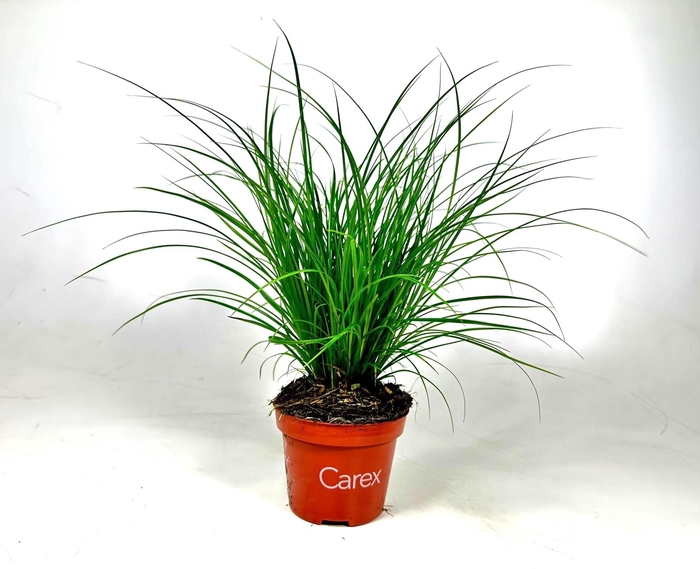 <h4>Carex brunnea (groen) p10,5</h4>