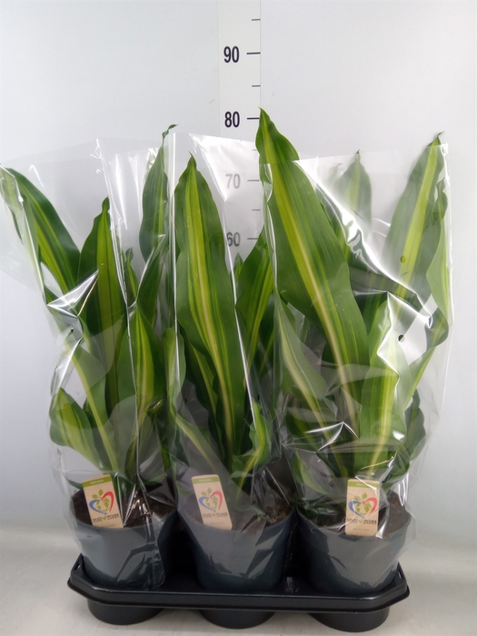 <h4>Dracaena frag. 'Burley'</h4>