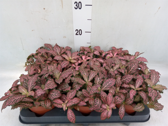 <h4>Fittonia verschaf. 'Pink Star'</h4>