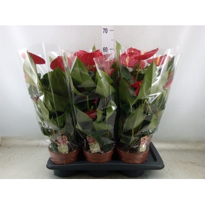 Anthurium andr. 'Tremendo'