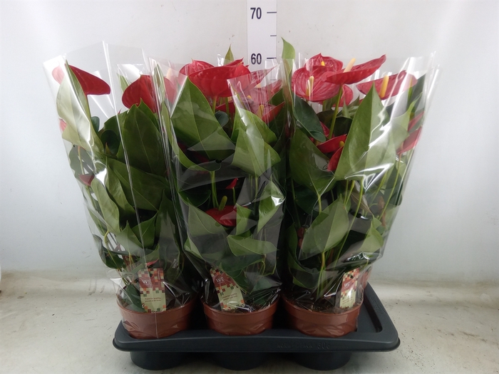 <h4>Anthurium andr. 'Tremendo'</h4>