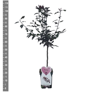 Prunus cistena, sierkers stam 50 cm